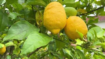 2 grande limones colgando en un rama, el cámara círculos el lento movimiento alrededor video