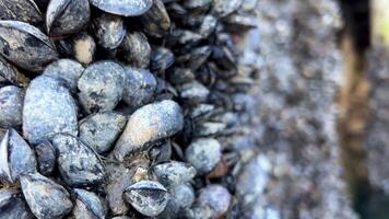 A lot of shells grew on poles under the bridge Granville Island The pillars go into green still calm water old wharf Quiet calm life of snails Background for text about Rybatskoe or ocean trip video