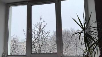 dulce hogar ver desde el ventana en el cubierto de nieve yarda un palma árbol crece en el habitación es nevando en el arboles fuera de en invierno nieve fuera de el ventana es que cae en grande copos video