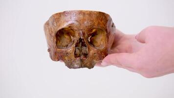 a woman in her hands cranks a close-up of a skull on a white background, science, the study of the structure of the human head video