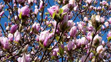 An incredibly beautiful pink flowering magnolia tree. Magnolia flowers on the petals of which water is reflected in the spring season video