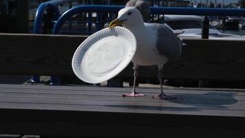 City Cleaners. seagull picks up a plastic plate and picks up trash with it. video