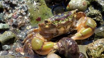 a green crab sits in sea wiggles its mustache parts are visible muzzles close details of the antennae and different parts of the crab are visible around the stones are wet in the Pacific Ocean video