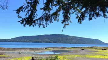 paisaje en cuales un isla es visible conífero árbol tiene caído sus ramas desde encima imagen publicidad ninguna vacaciones Canadá bajo marea en el Oceano el mar montañas son visible en el distancia video