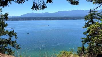 im Kanada auf Vancouver Insel ein dicht Spinnennetz im das Wald viele Schichten von ein Vielfalt von Spinnweben glitzert im das Sonne Dort ist Nein Pfad alle bewachsen das Spinne versucht zu bauen es ist Zuhause video