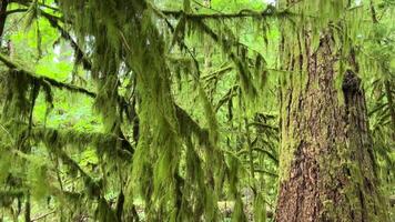 MacMillan Provincial Park Seven Wonders Canada Vancouver island ancient Douglas fir Cathedral Grove old growth Douglas fir forest in British Columbia cathedral grove huge thousand year old trees moss video