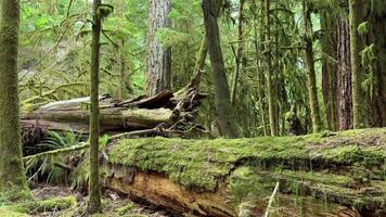 MacMillan Provincial Park Seven Wonders Canada Vancouver island ancient Douglas fir Cathedral Grove old growth Douglas fir forest in British Columbia cathedral grove huge thousand year old trees moss video