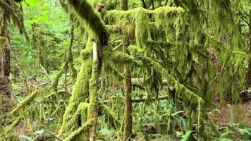 MacMillan Provincial Park Seven Wonders Canada Vancouver island ancient Douglas fir Cathedral Grove old growth Douglas fir forest in British Columbia cathedral grove huge thousand year old trees moss video