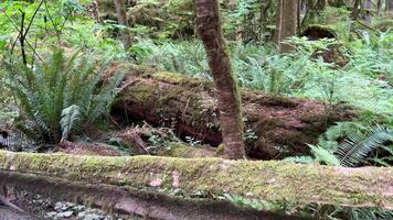 MacMillan Provincial Park Seven Wonders Canada Vancouver island ancient Douglas fir Cathedral Grove old growth Douglas fir forest in British Columbia cathedral grove huge thousand year old trees moss video