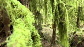 MacMillan Provincial Park Seven Wonders Canada Vancouver island ancient Douglas fir Cathedral Grove old growth Douglas fir forest in British Columbia cathedral grove huge thousand year old trees moss video