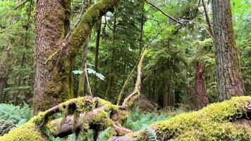 MacMillan Provincial Park Seven Wonders Canada Vancouver island ancient Douglas fir Cathedral Grove old growth Douglas fir forest in British Columbia cathedral grove huge thousand year old trees moss video