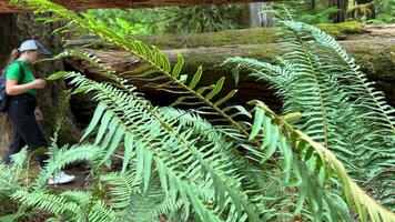 macmillan Provinz Park Sieben Wunder Kanada Vancouver Insel ein Fluss oder Strom mit klar Wasser im alt Wald mit enorm Bäume bedeckt mit Moos Tierwelt mögen ein Film von das Vergangenheit Über Dinosaurier video