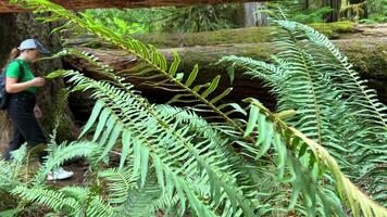 macmillan provincial parc Sept merveilles Canada Vancouver île une rivière ou courant avec clair l'eau dans vieux forêt avec énorme des arbres couvert avec mousse faune comme une film de le passé à propos dinosaures video