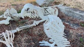 de skelet zit Aan de graf en looks Bij de uitgestrekt hand- van de grond De volgende naar het zit de skelet van de gier vogel deze is mooi zo voor halloween vergadering van skeletten in de begraafplaats video