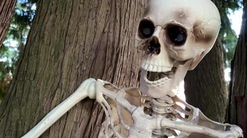 Background for text on Halloween autumn holiday A human skeleton sits on a tree, and next to it is a skeleton of a bird, a vulture, the camera slowly floats by, shooting a for Halloween video