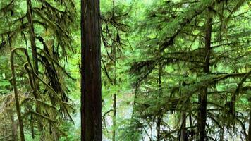 macmillan provinciaal park zeven vraagt zich af Canada Vancouver eiland oude douglas Spar kathedraal bosje oud groei douglas Spar Woud in Brits Columbia kathedraal bosje reusachtig duizend jaar oud bomen mos video