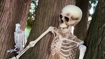 Background for text on Halloween autumn holiday A human skeleton sits on a tree, and next to it is a skeleton of a bird, a vulture, the camera slowly floats by, shooting a for Halloween video