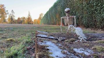 The skeleton sits on the grave and looks at the outstretched hand from the ground next to it sits the skeleton of the vulture bird this is good for Halloween Meeting of skeletons in the cemetery video