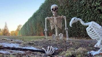 The skeleton sits on the grave and looks at the outstretched hand from the ground next to it sits the skeleton of the vulture bird this is good for Halloween Meeting of skeletons in the cemetery video