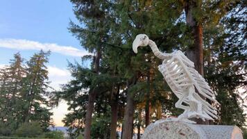 allí es espacio para texto noche nubes el esqueleto de un buitre pájaro se sienta en contra el antecedentes de el cielo en un cementerio alrededor arboles Víspera de Todos los Santos en lleno columpio el fiesta comienza él se sienta y mira video