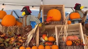 lento movimiento cámara rodaje un lote de calabazas acostado en cajas, artificialmente hecho cuervos en pie cerca el Víspera de Todos los Santos fiesta en otoño coincide con el cosecha de un lote de vegetales en el mostrador video