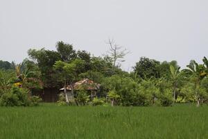 green rice paddies photo