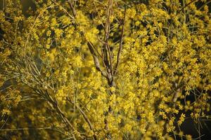 cerca arriba de un rama con amarillo flores foto