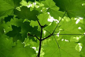 green leaves in the sunlight photo