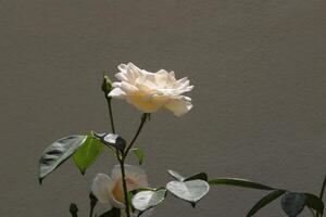 rosas blancas en el jardin foto