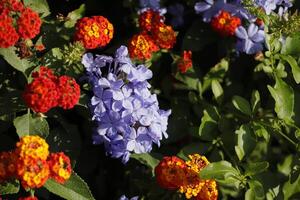 plumbago and lantana flowers in the garden photo
