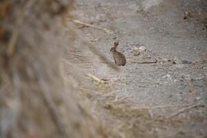 rabbit or hare sitting in nature photo