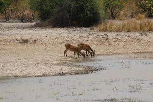 impalas and other animals drinking water in a lake in pendjari np, benin photo