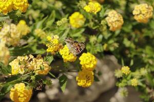 yellow flowers with butterfly photo