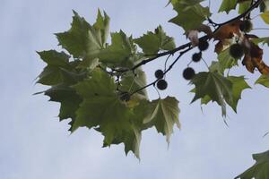 otoño colores en el parque, Países Bajos foto