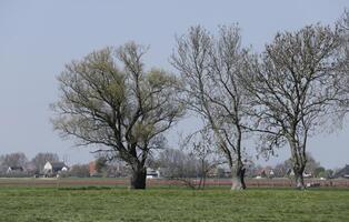 dutch landscape, netherlands in the spring photo