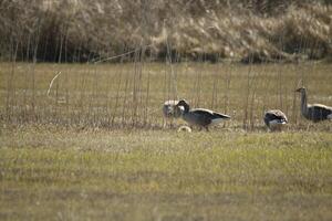 a paradise for birds, the dunes with shallow lakes, birds lay their eggs and find food, vlieland, the netherlands photo