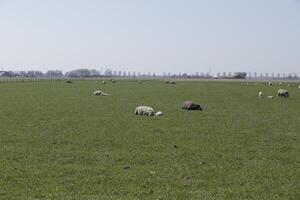 sheep and lambs in the meadow in the Netherlands photo