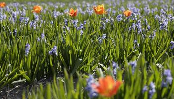 floración zijpe evento, dónde usted lata tomar un caminar mediante el tulipanes y otro flor bulbo campos foto