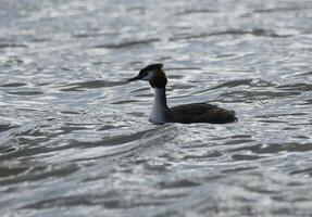 zampullín, fauna en el agua de zwanen naturaleza reserva en norte Holanda, el Países Bajos. un montón de diferente aves a ver. foto