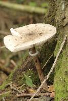 toadstool in the forest, autumn photo