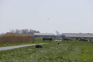 dutch landscape, netherlands in the spring photo