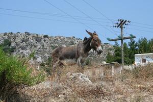 donkey stands in a field photo