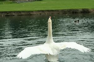 mute swan in a lake photo