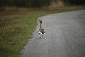geese, fauna in the Zwanenwater nature reserve in North Holland, the Netherlands. Lots of different birds to see. photo