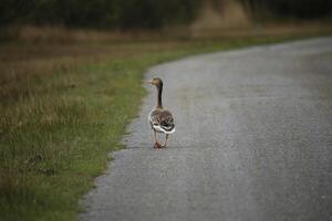 geese, fauna in the Zwanenwater nature reserve in North Holland, the Netherlands. Lots of different birds to see. photo