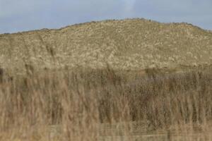 dunes and beach at vlieland, island in the netherlands photo