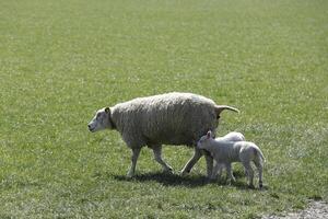 sheep and lambs in the meadow in the Netherlands photo