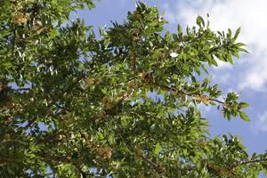 peach tree with unripe peaches photo