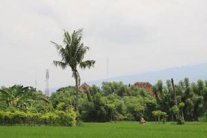 green rice paddies photo