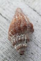 tropical shells at the beach photo